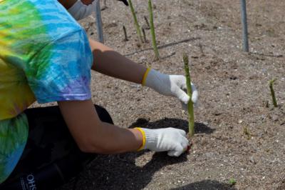 2024年6月1日（土）開催　「里芋の植付けと春のアスパラガス収穫体験」参加者募集中
